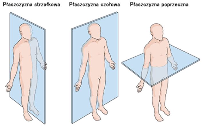 płaszczyzny ciała